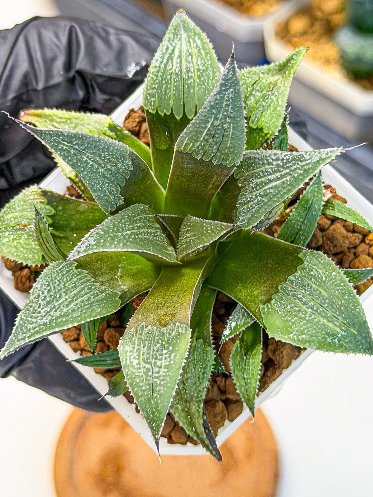 Haworthia Lu Zhi Xing (wa7) (r3) | Rare Import