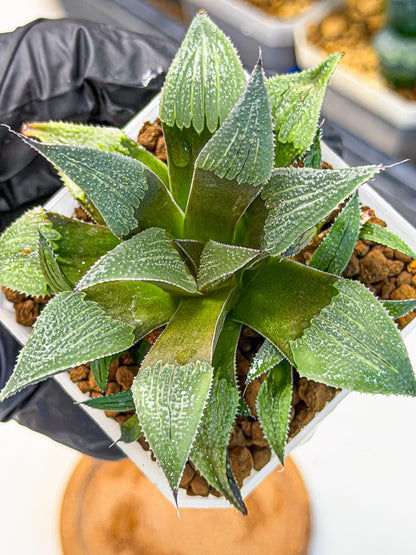 Haworthia Lu Zhi Xing (wa7) (r3) | Rare Import