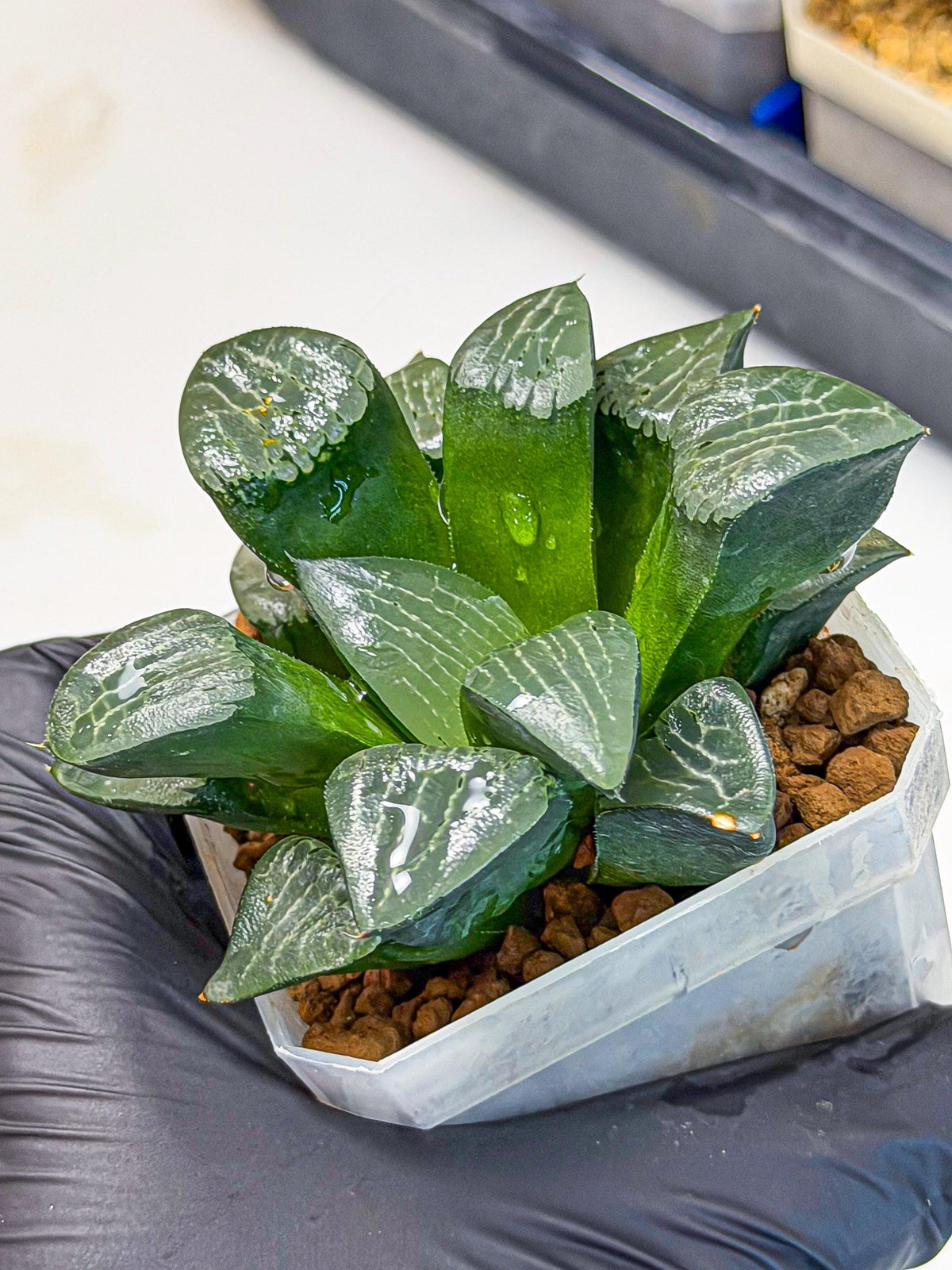 Haworthia Yueying (wa7) (7) | House plant