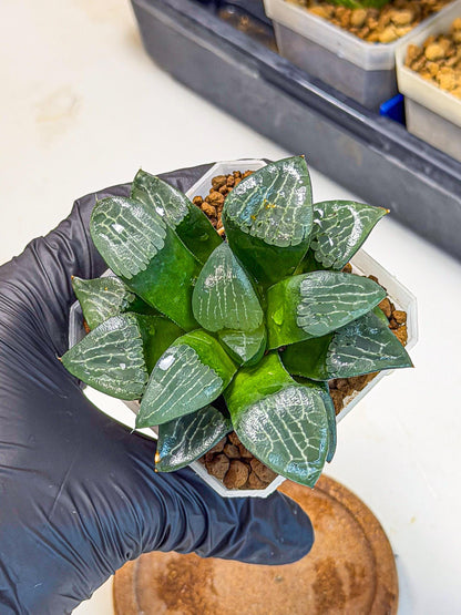 Haworthia Yueying (wa7) (7) | House plant