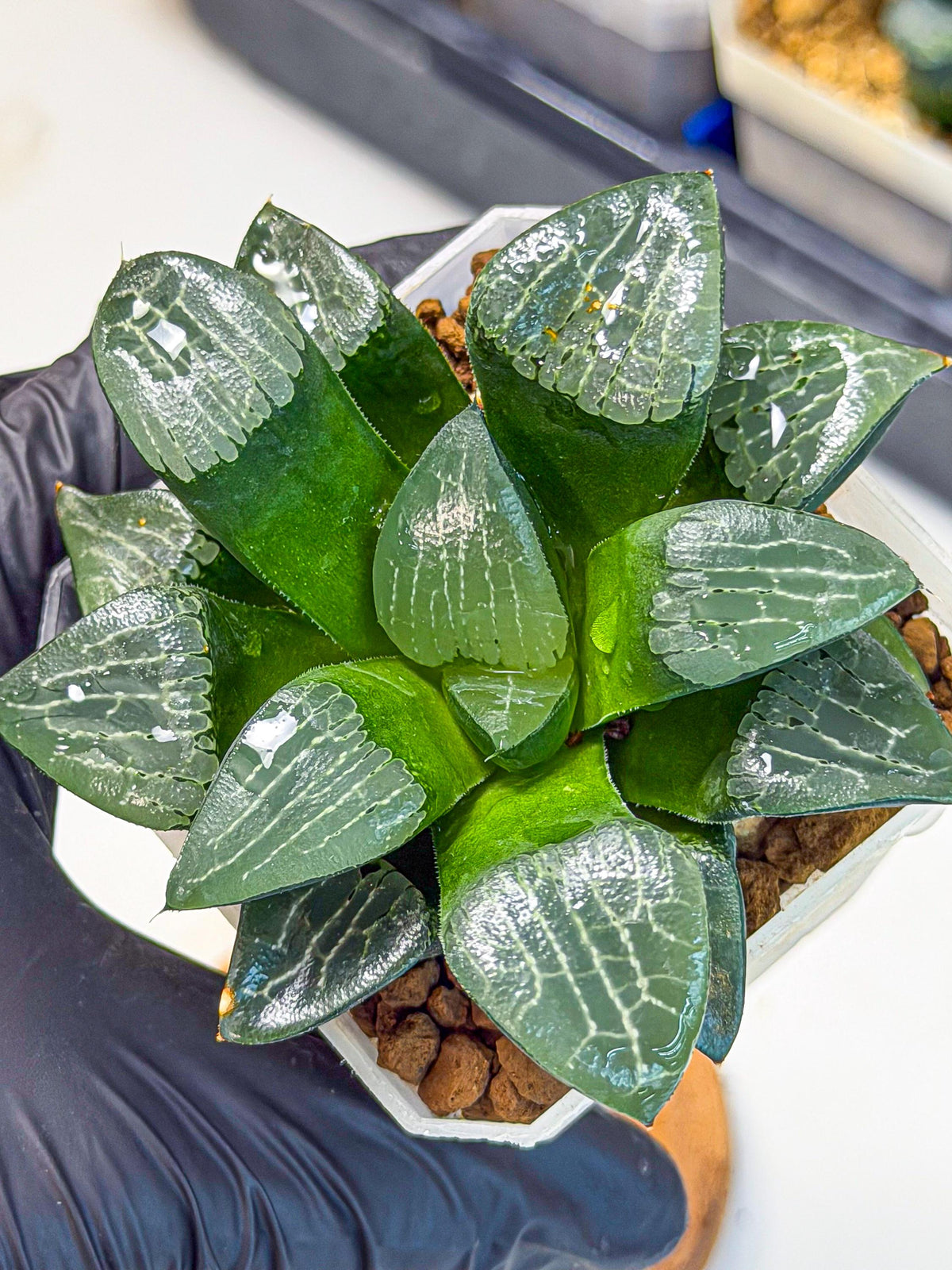 Haworthia Yueying (wa7) (7) | House plant