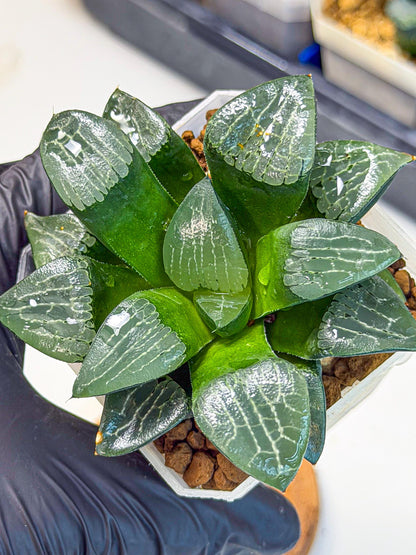 Haworthia Yueying (wa7) (7) | House plant
