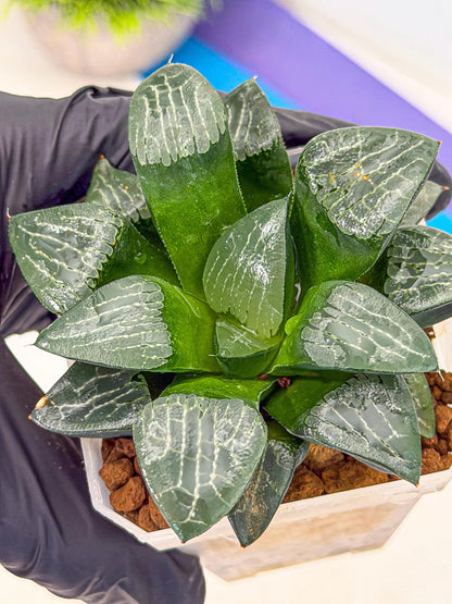 Haworthia Yueying (wa7) (7) | House plant