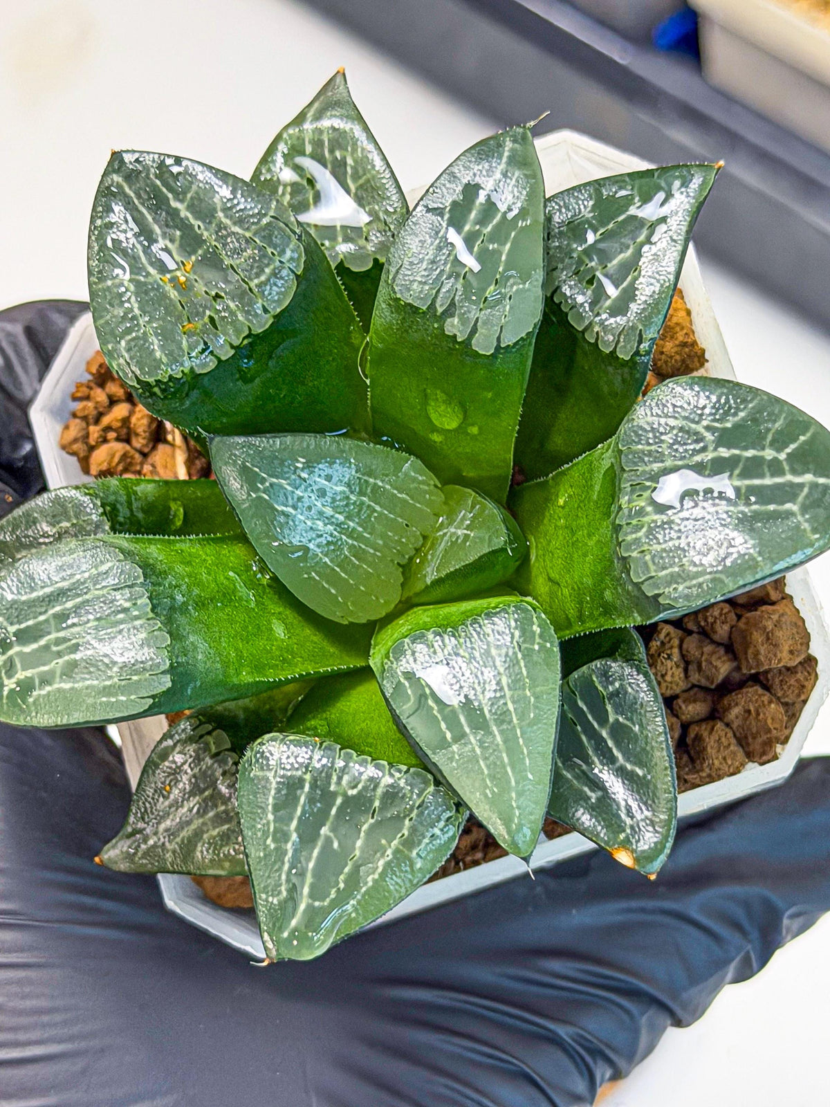 Haworthia Yueying (wa7) (7) | House plant