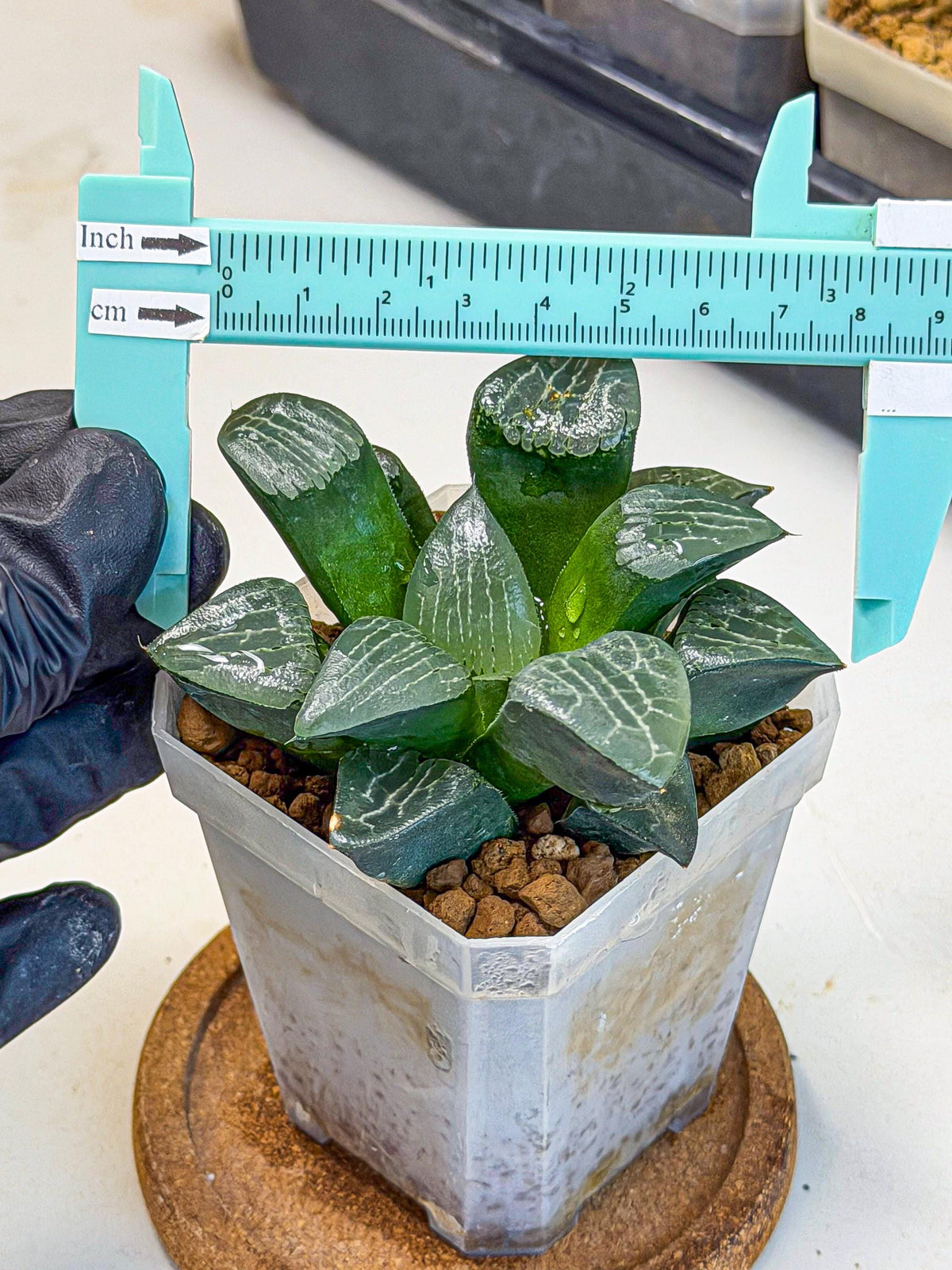 Haworthia Yueying (wa7) (7) | House plant