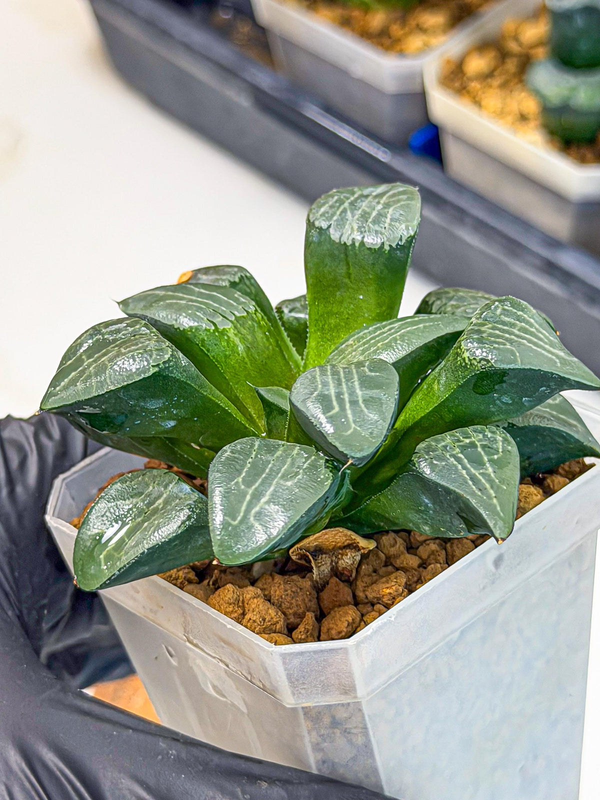 Haworthia Yueying (wa7) (8) | House plant