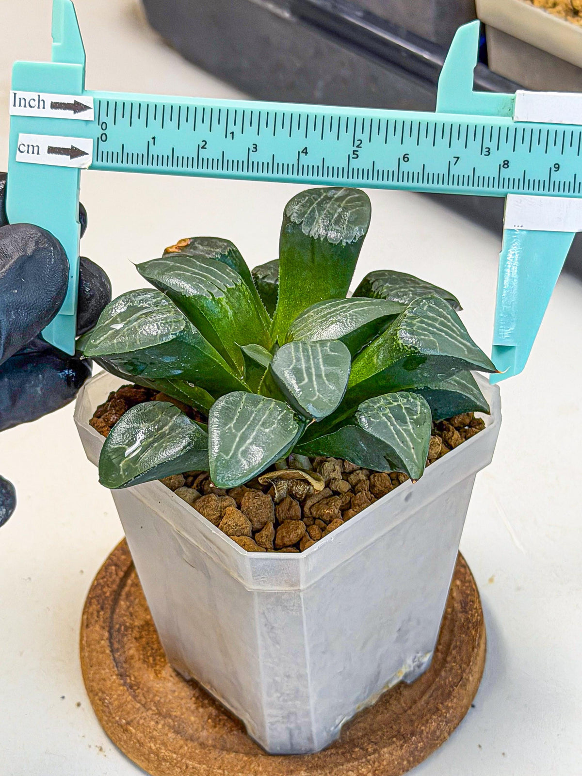 Haworthia Yueying (wa7) (8) | House plant