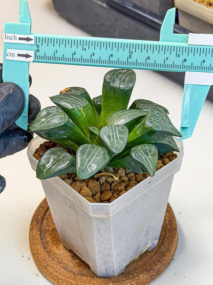Haworthia Yueying (wa7) (8) | House plant