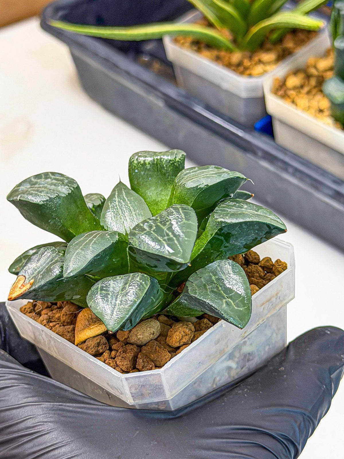 Haworthia Yueying (wa7) (8) | House plant