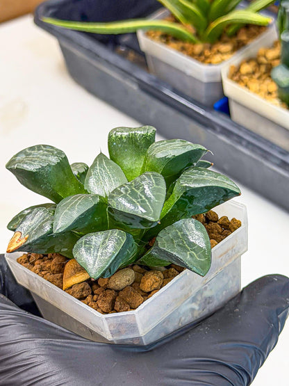 Haworthia Yueying (wa7) (8) | House plant