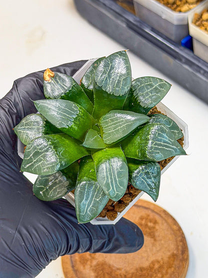 Haworthia Yueying (wa7) (8) | House plant