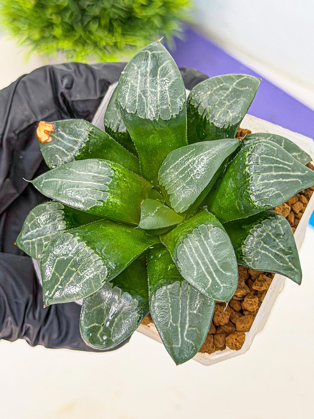 Haworthia Yueying (wa7) (8) | House plant