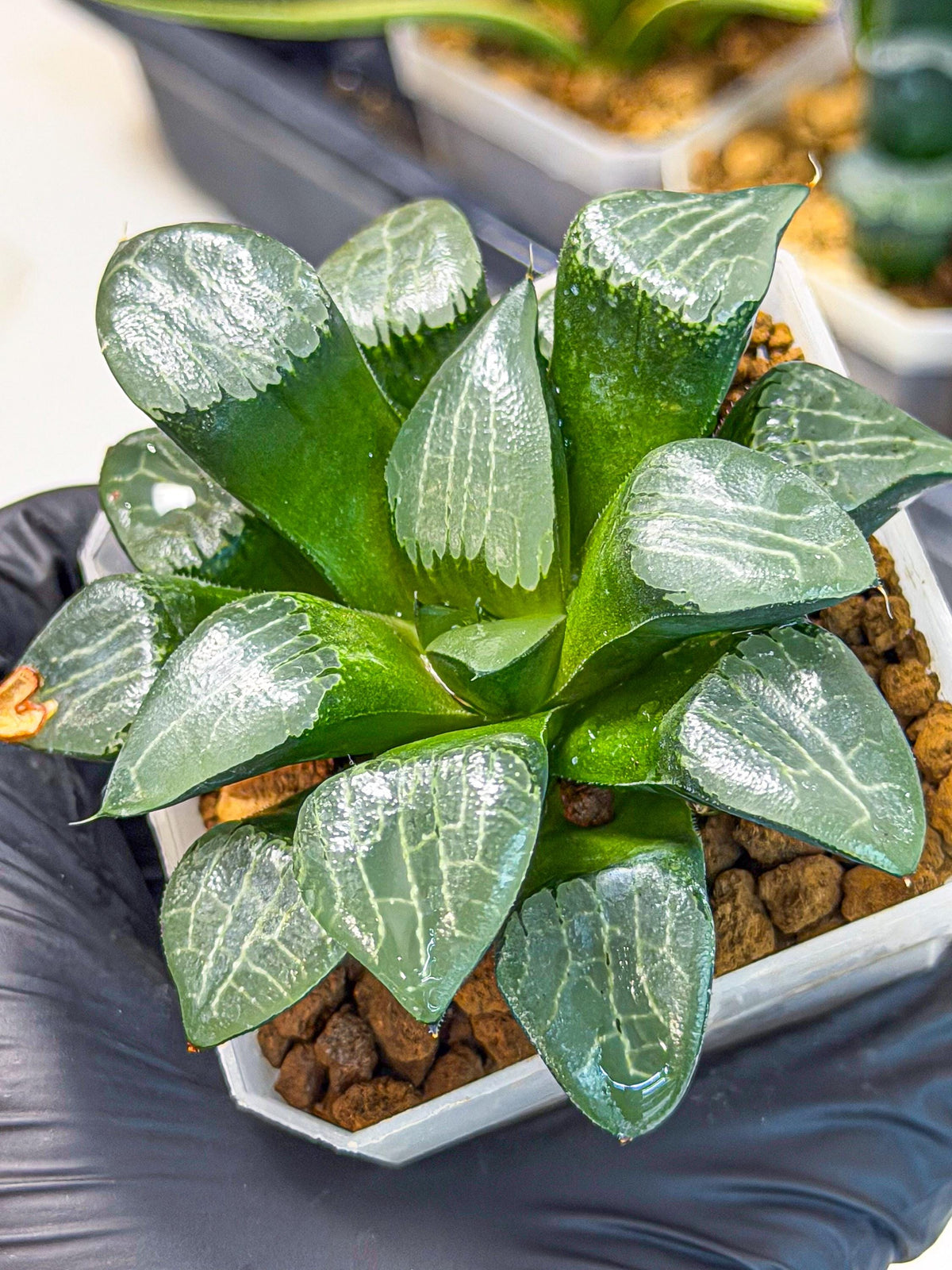 Haworthia Yueying (wa7) (8) | House plant