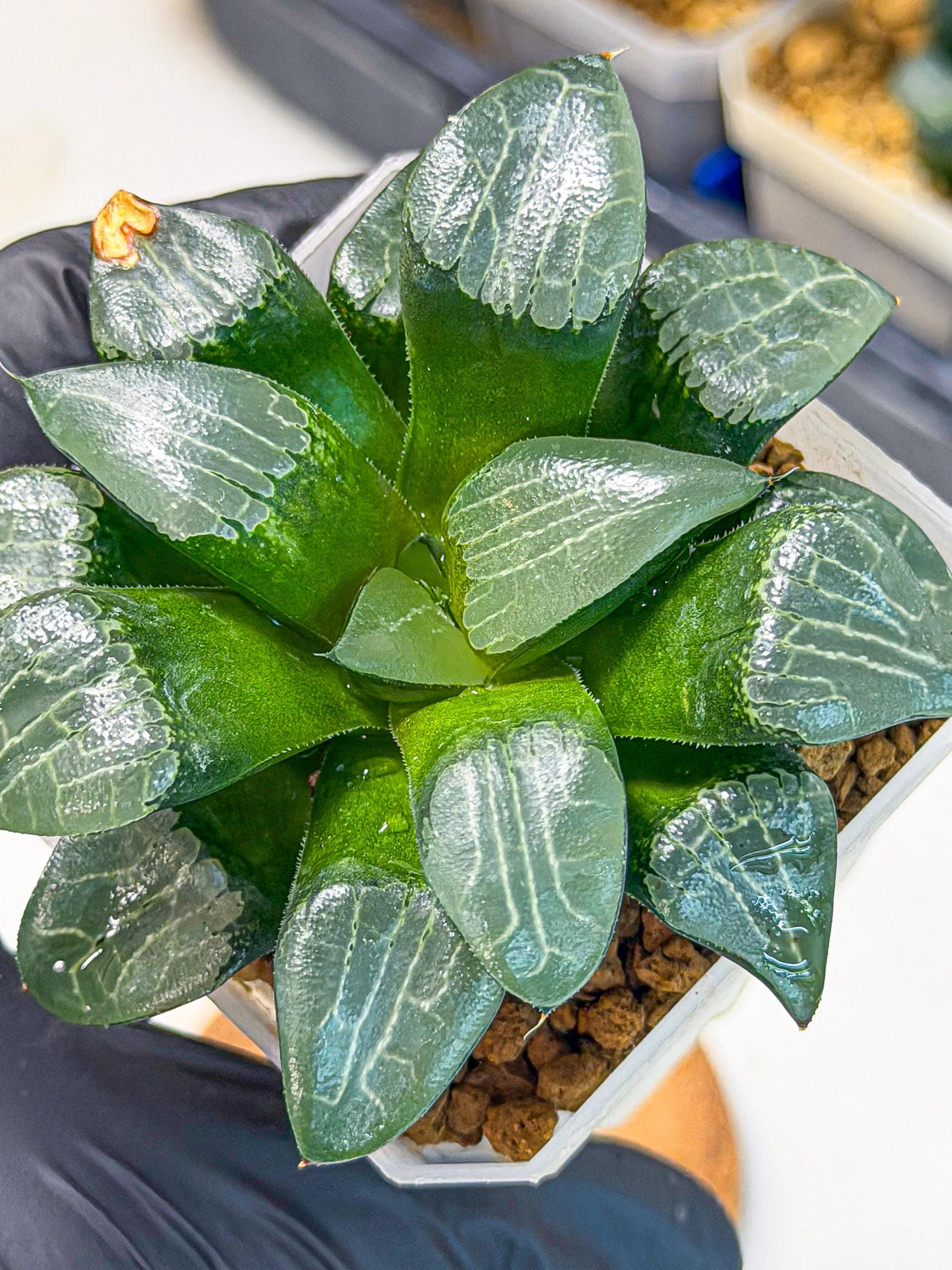 Haworthia Yueying (wa7) (8) | House plant