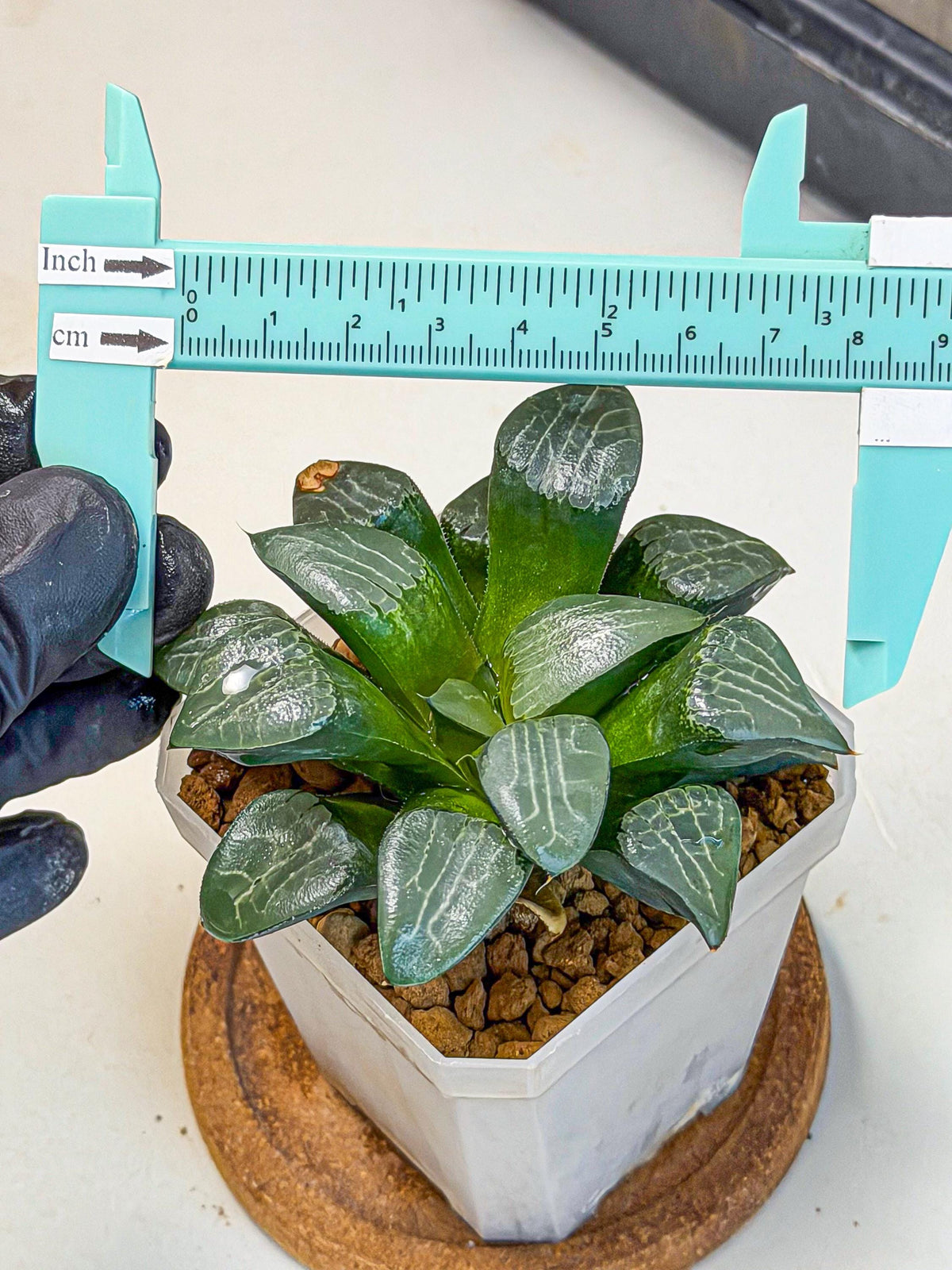 Haworthia Yueying (wa7) (8) | House plant