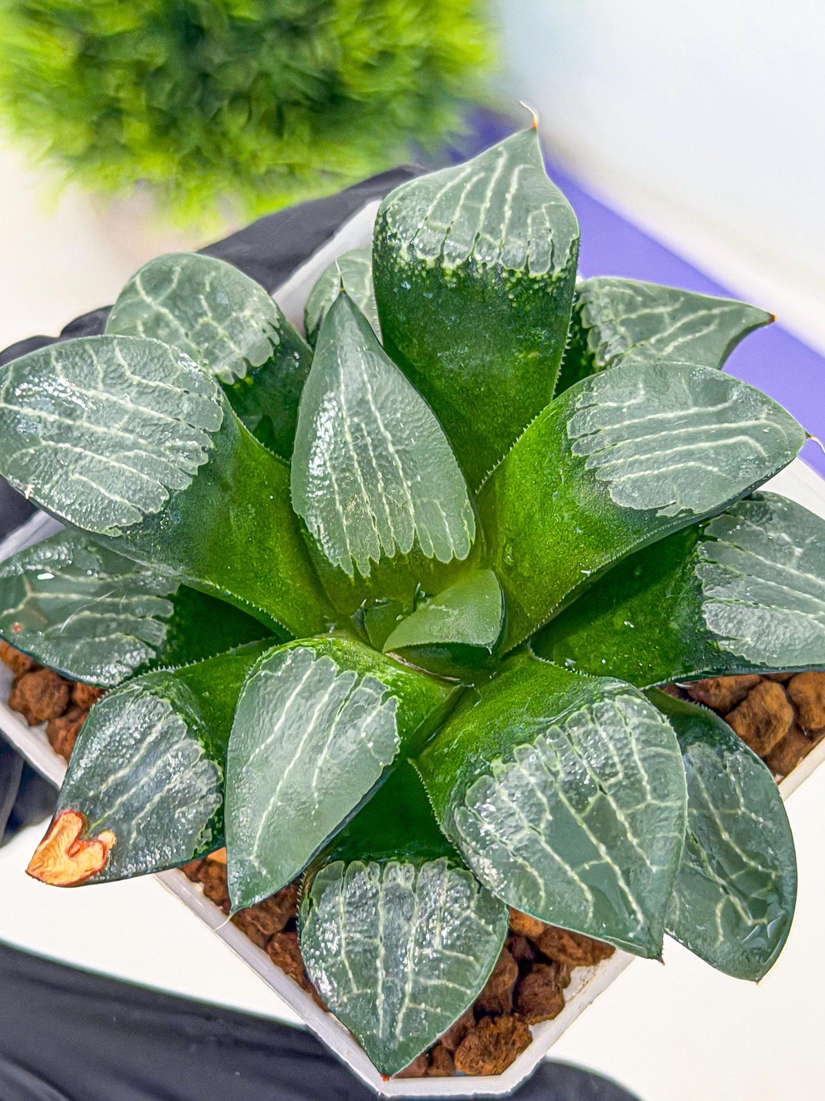 Haworthia Yueying (wa7) (8) | House plant