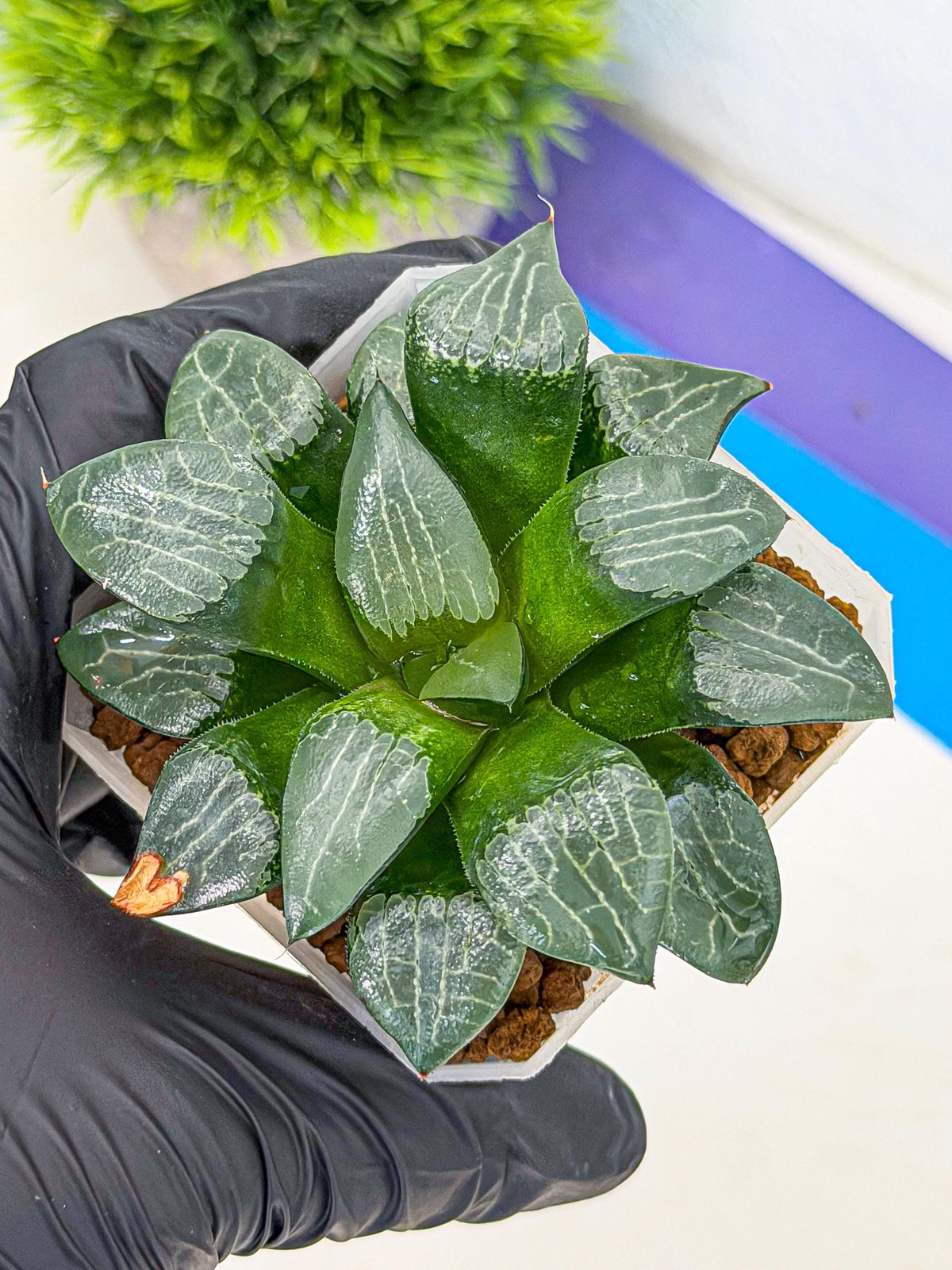 Haworthia Yueying (wa7) (8) | House plant