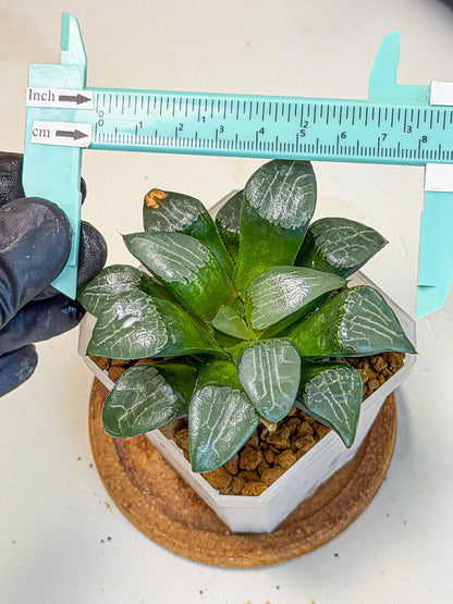 Haworthia Yueying (wa7) (8) | House plant