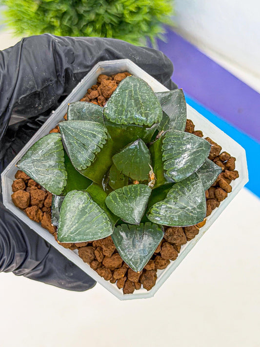 Haworthia Riyuentan (wa7) (g2) | Rare Import