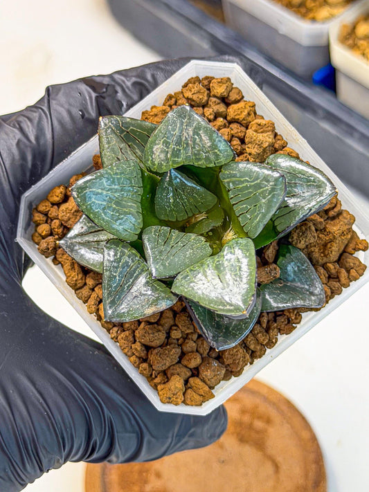 Haworthia Riyuentan (wa7) (g4) | Rare Import