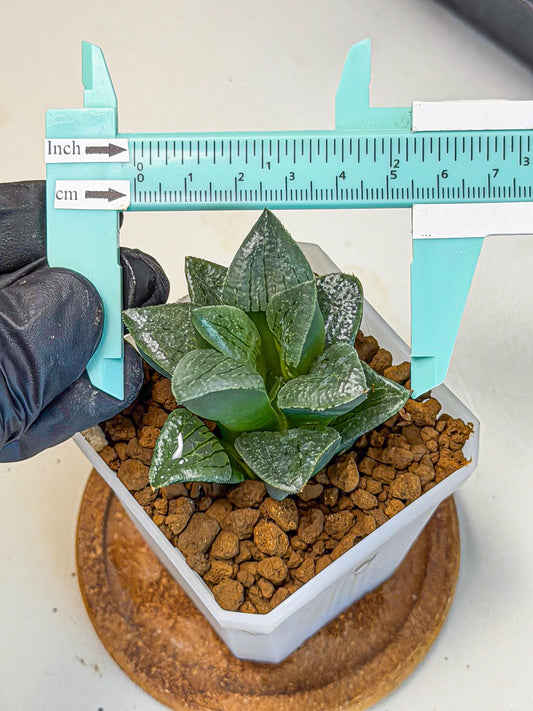 Haworthia Xianggua Dao (wa7) (11) | Rare Hybrids
