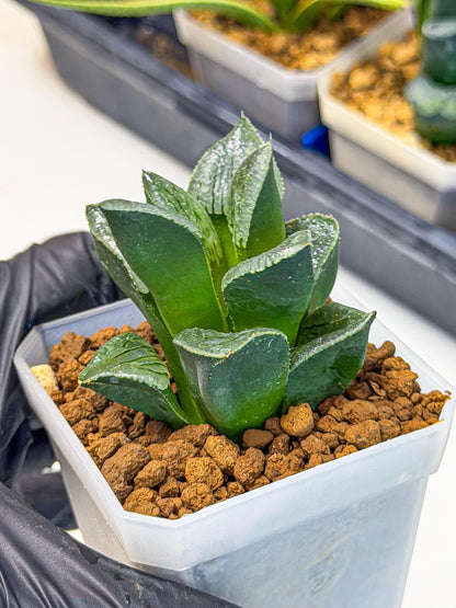 Haworthia Xianggua Dao (wa7) (11) | Rare Hybrids