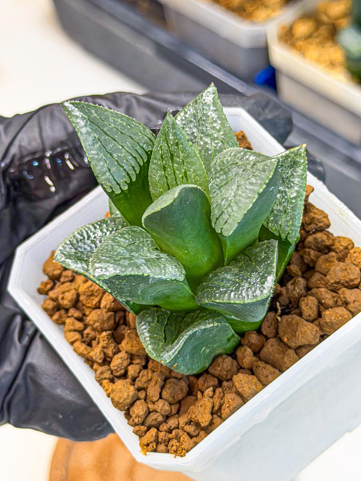 Haworthia Xianggua Dao (wa7) (11) | Rare Hybrids