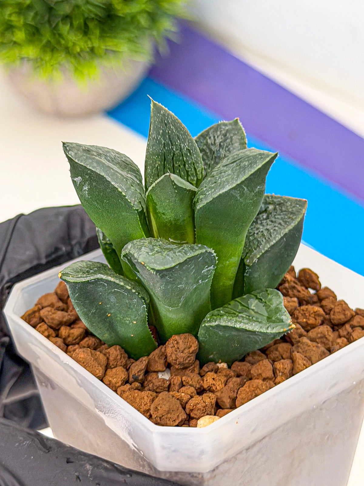Haworthia Xianggua Dao (wa7) (11) | Rare Hybrids