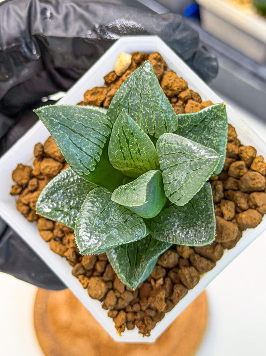 Haworthia Xianggua Dao (wa7) (11) | Rare Hybrids