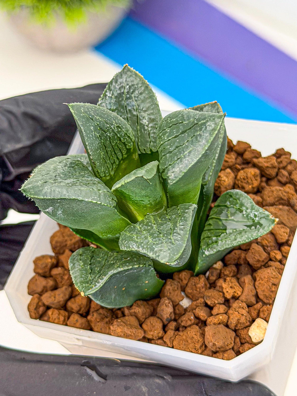 Haworthia Xianggua Dao (wa7) (11) | Rare Hybrids