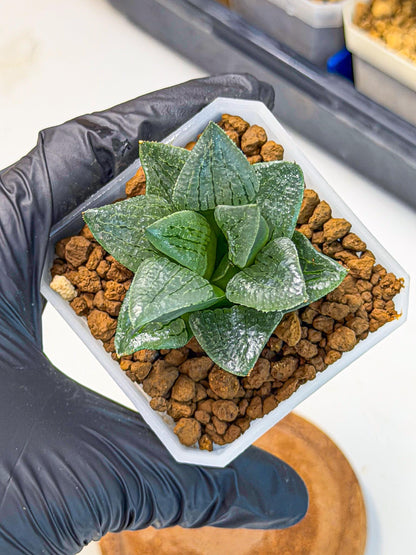 Haworthia Xianggua Dao (wa7) (11) | Rare Hybrids