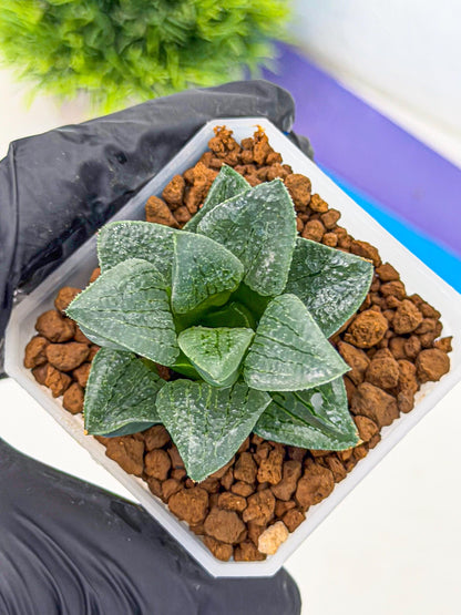 Haworthia Xianggua Dao (wa7) (11) | Rare Hybrids