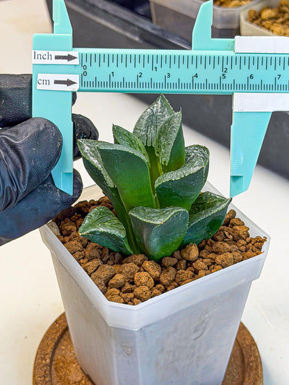 Haworthia Xianggua Dao (wa7) (11) | Rare Hybrids