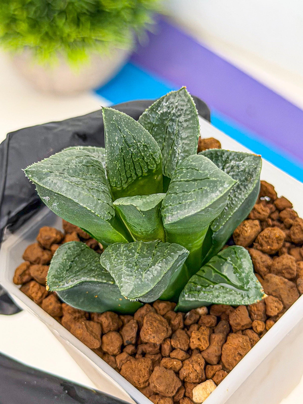 Haworthia Xianggua Dao (wa7) (11) | Rare Hybrids