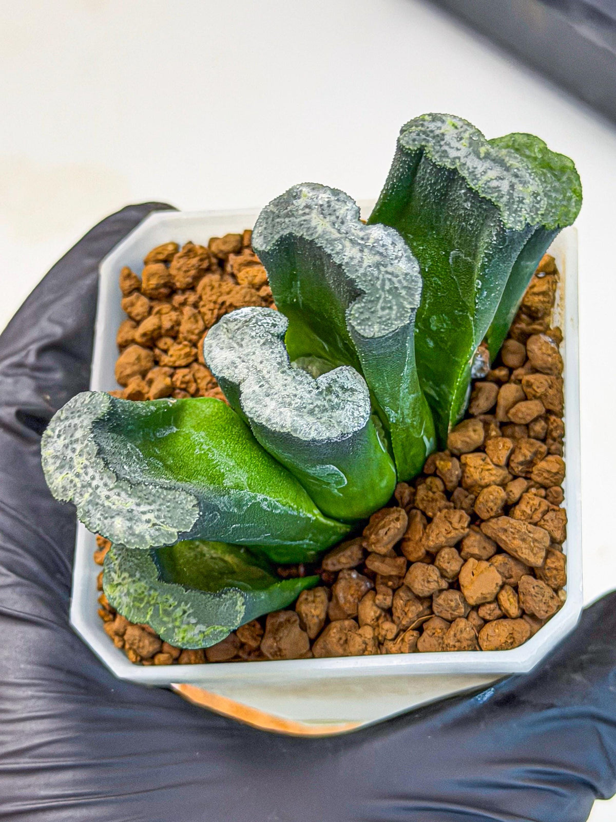 Haworthia Wuwen (wa7) (12) | Rare Hybrids