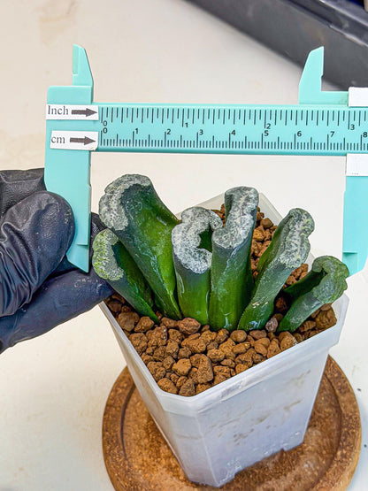 Haworthia Wuwen (wa7) (12) | Rare Hybrids