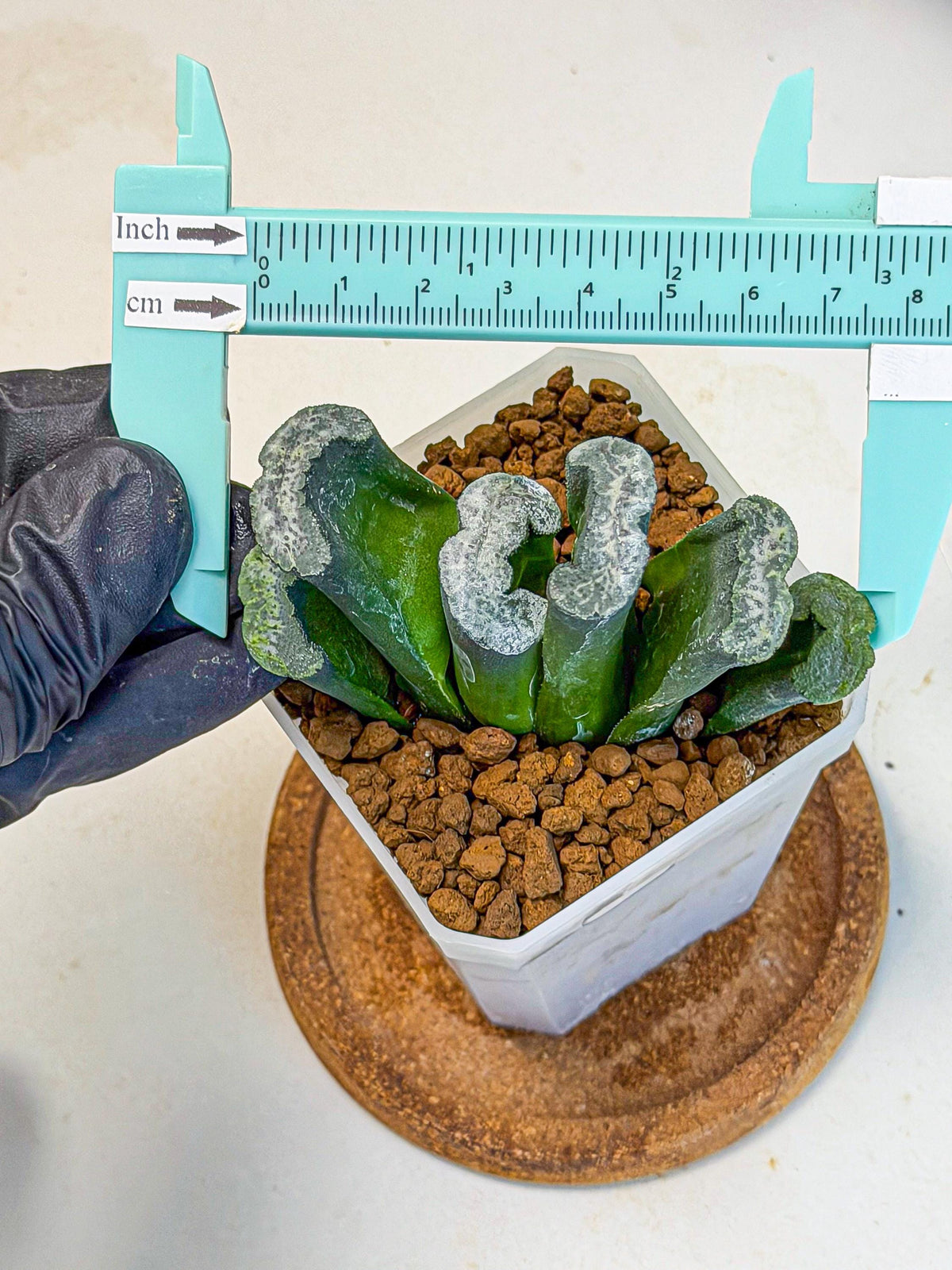 Haworthia Wuwen (wa7) (12) | Rare Hybrids