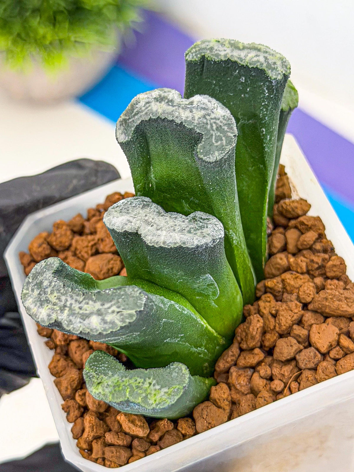 Haworthia Wuwen (wa7) (12) | Rare Hybrids