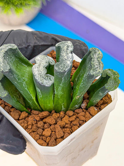 Haworthia Wuwen (wa7) (12) | Rare Hybrids