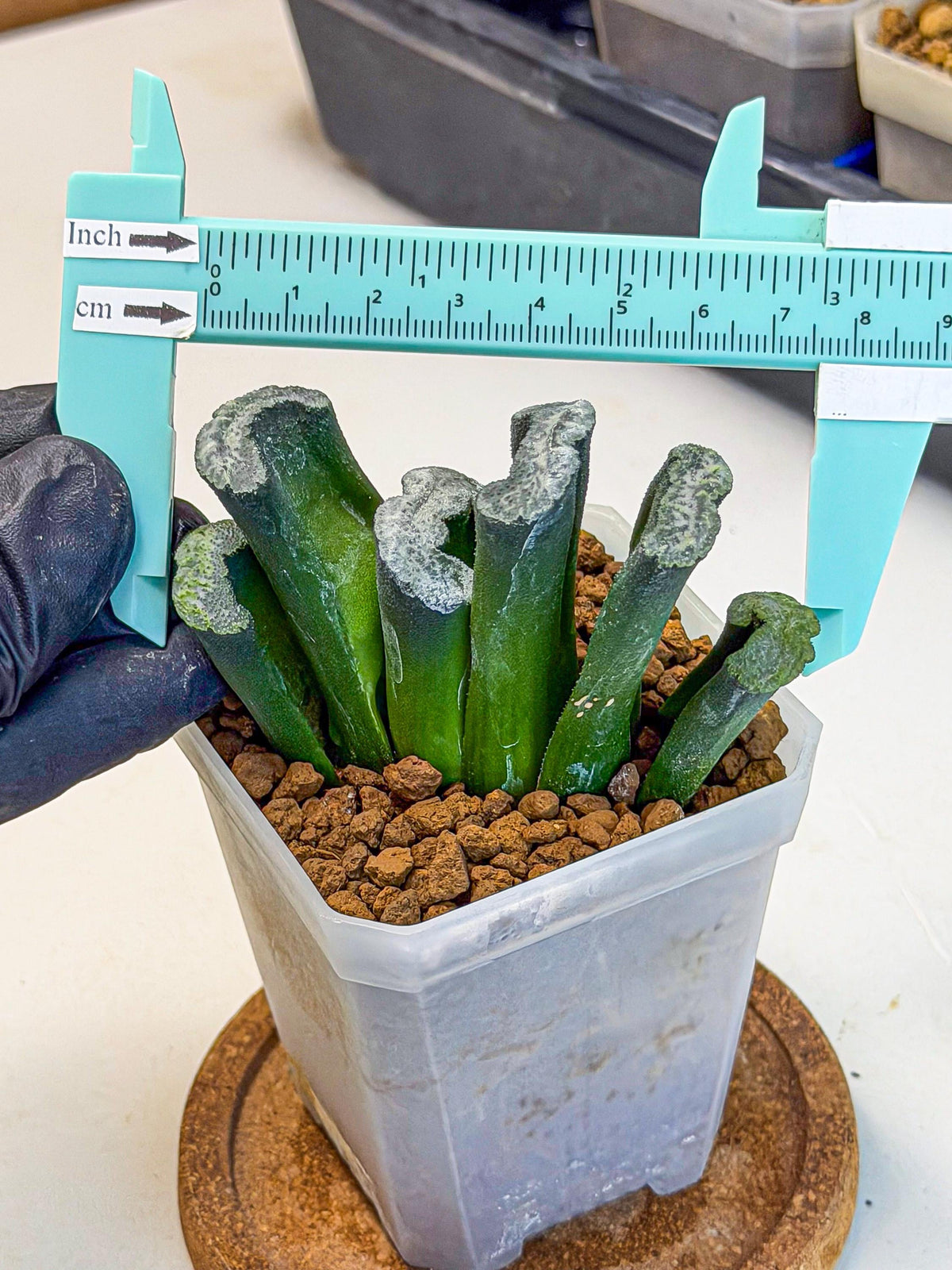 Haworthia Wuwen (wa7) (12) | Rare Hybrids