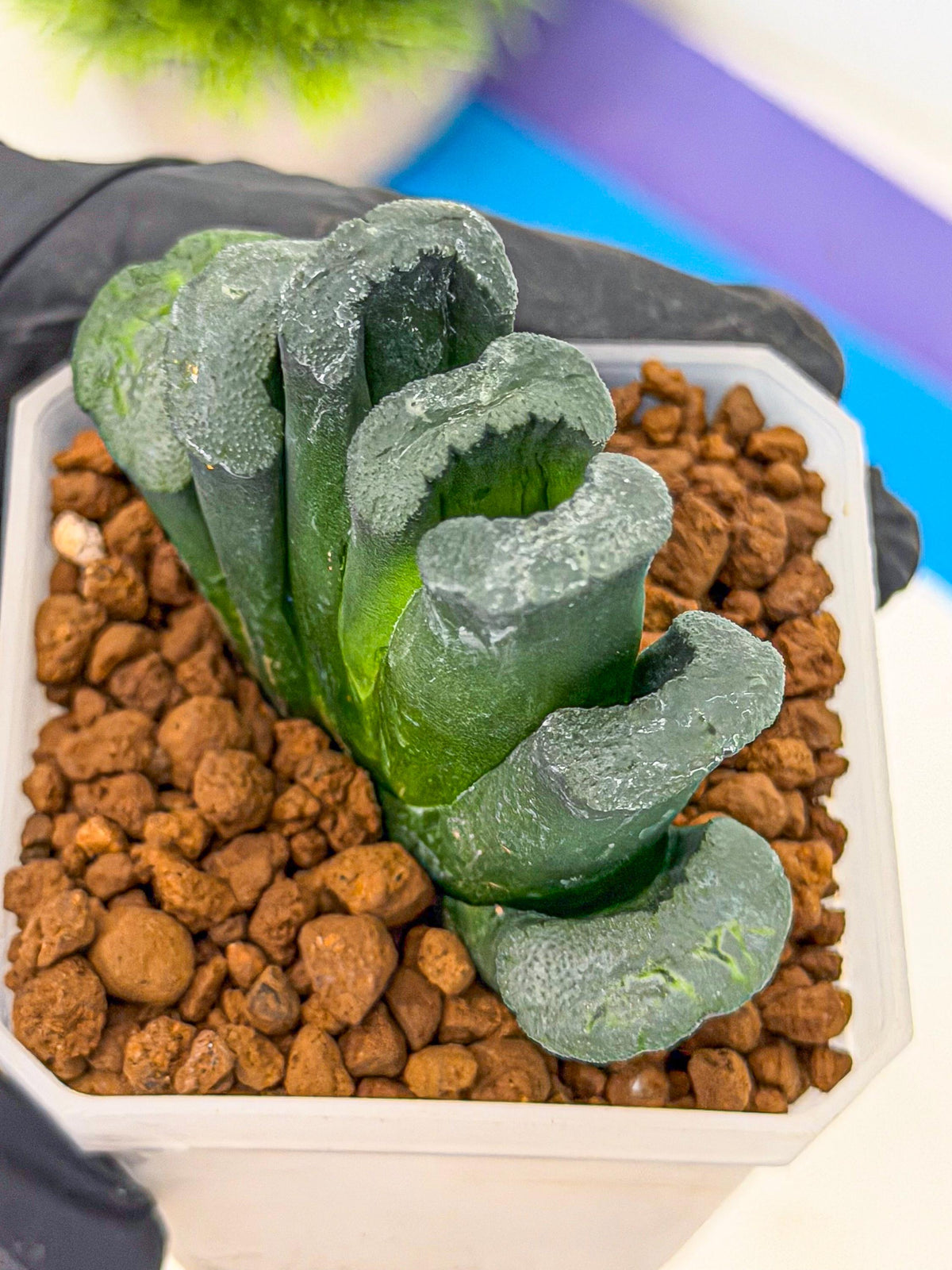 Haworthia Green Fall (wa7) (13) | Rare Hybrids