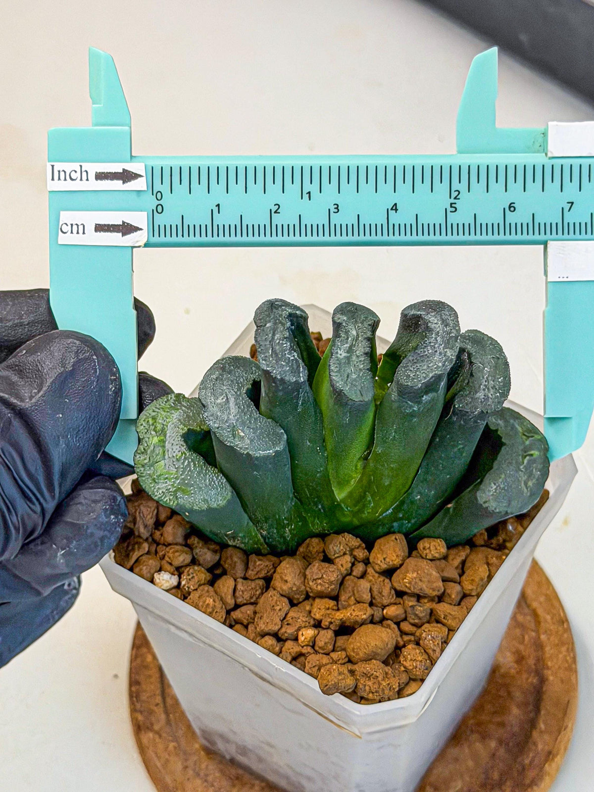 Haworthia Green Fall (wa7) (13) | Rare Hybrids