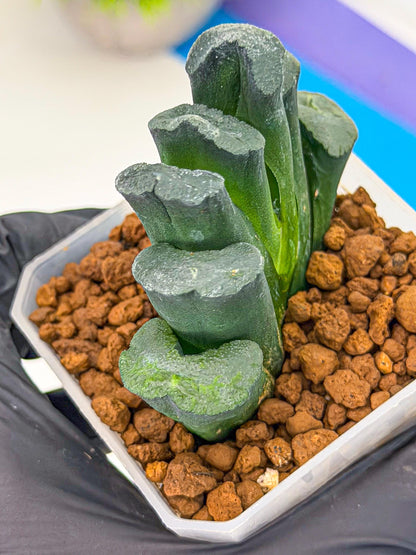 Haworthia Green Fall (wa7) (13) | Rare Hybrids