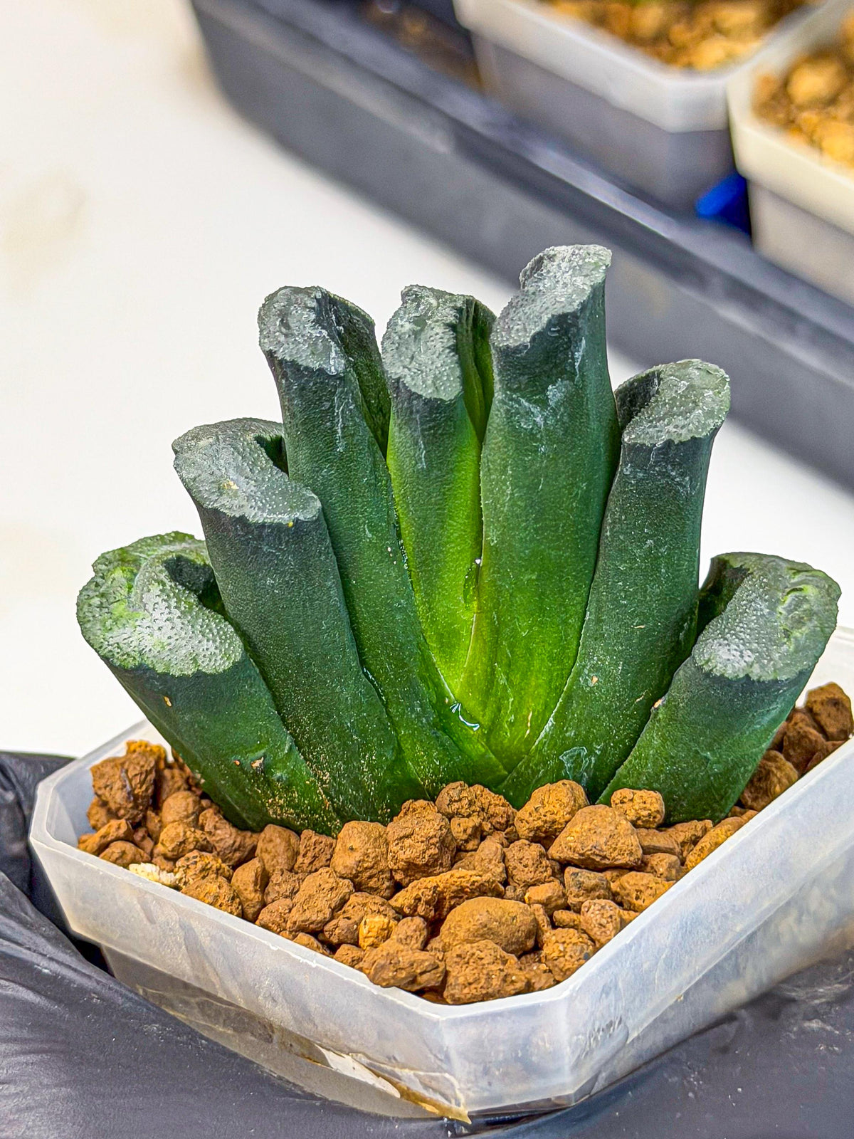 Haworthia Green Fall (wa7) (13) | Rare Hybrids