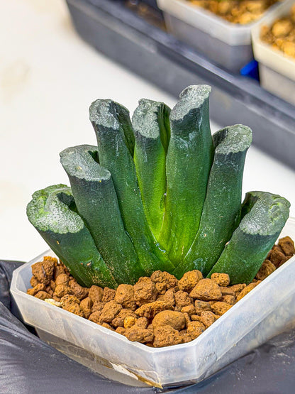 Haworthia Green Fall (wa7) (13) | Rare Hybrids