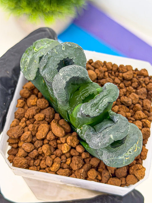 Haworthia Green Fall (wa7) (14) | Rare Hybrids