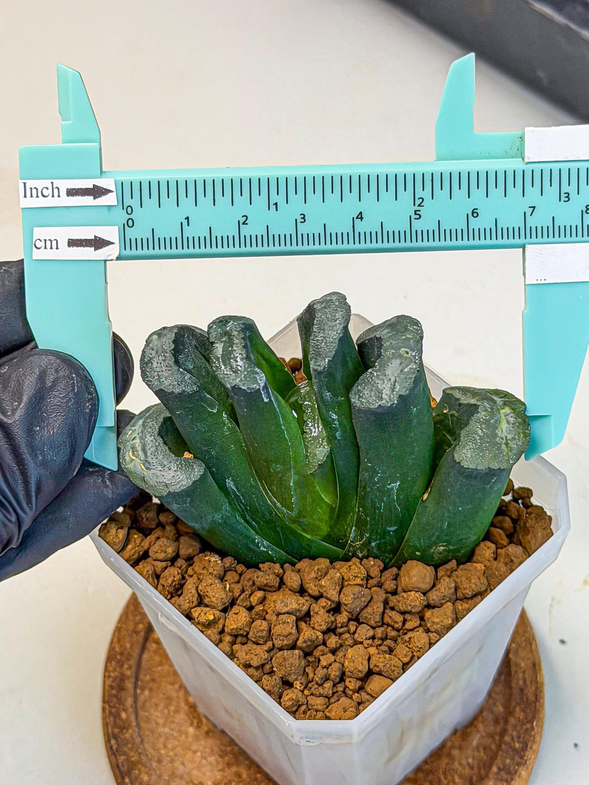Haworthia Green Fall (wa7) (14) | Rare Hybrids