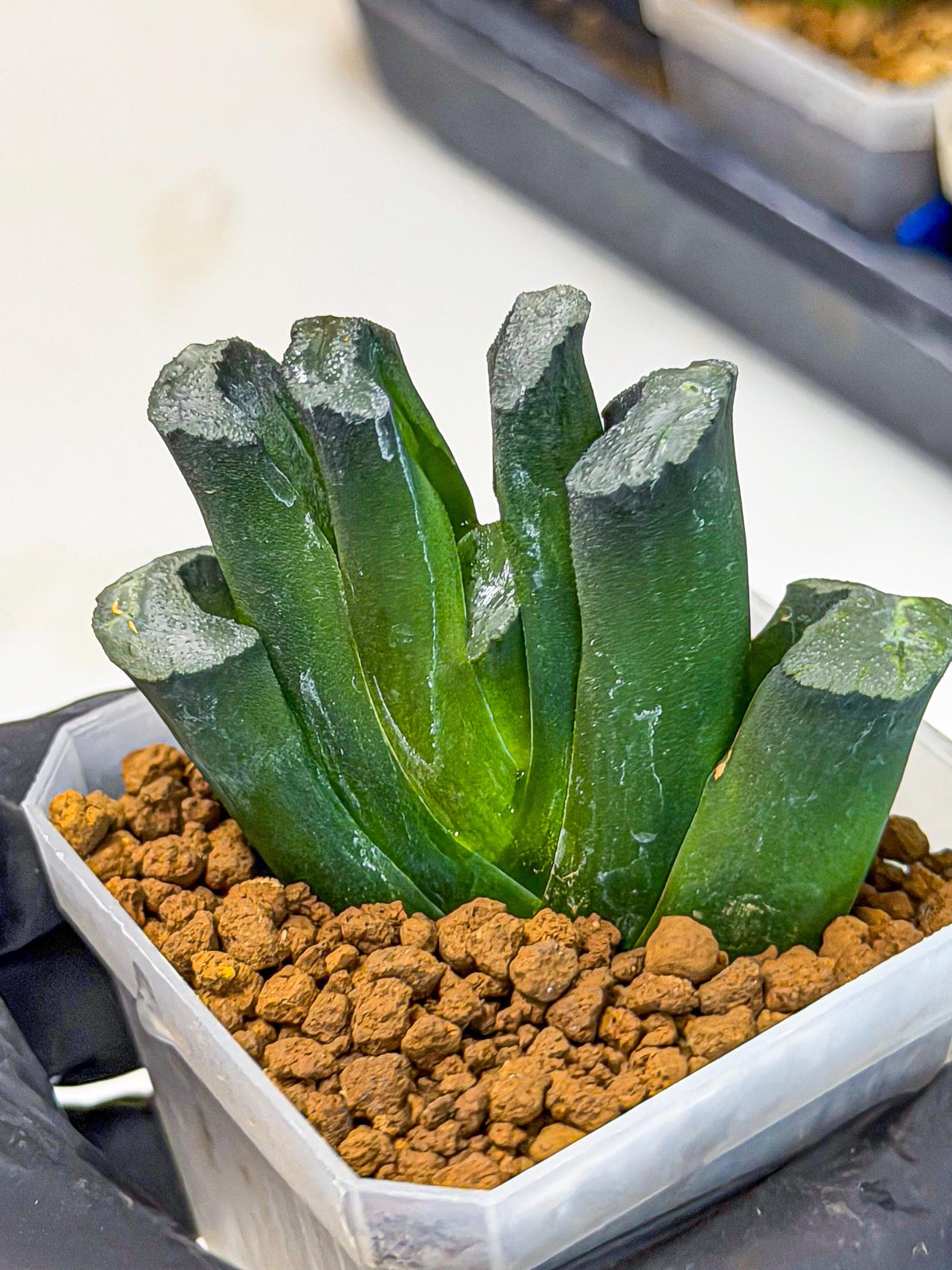 Haworthia Green Fall (wa7) (14) | Rare Hybrids