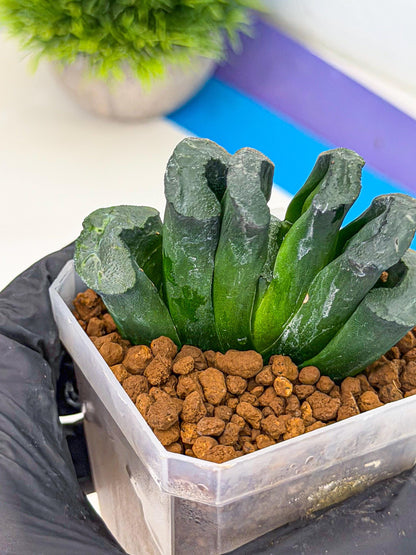 Haworthia Green Fall (wa7) (14) | Rare Hybrids