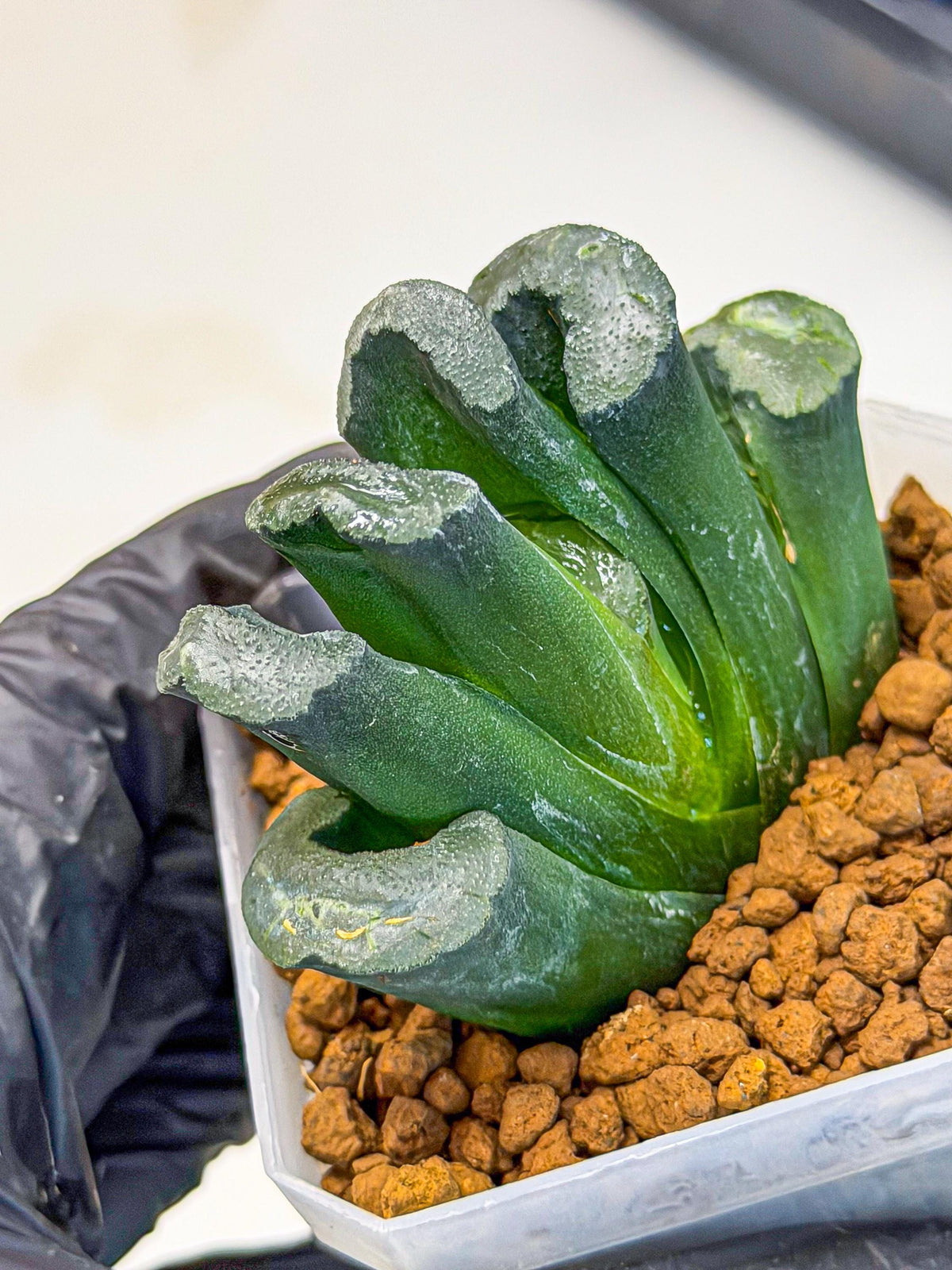 Haworthia Green Fall (wa7) (14) | Rare Hybrids